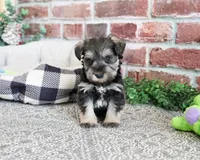 AKC Ripley , a male Miniature Schnauzer for sale in Syracuse, IN – Photo 3 of 6