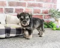 AKC Ripley , a male Miniature Schnauzer for sale in Syracuse, IN – Photo 6 of 6