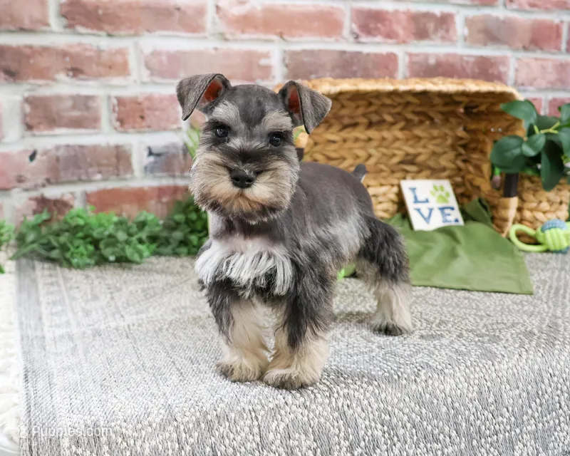 AKC Ripley  – Miniature Schnauzer puppy for sale in Syracuse, IN