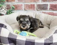 AKC Ripley , a male Miniature Schnauzer for sale in Syracuse, IN – Photo 2 of 6