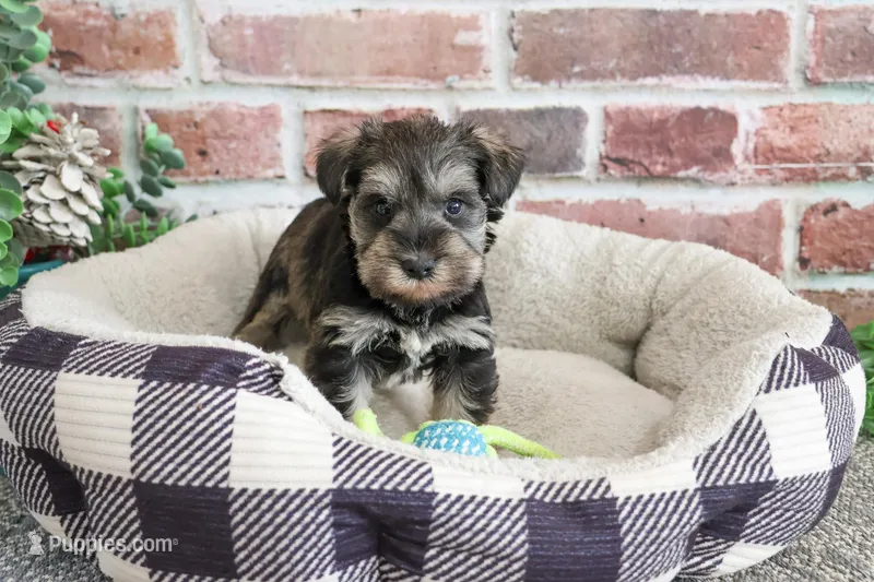 AKC Ripley  – Miniature Schnauzer puppy for sale in Syracuse, IN