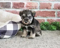 AKC Ripley , a male Miniature Schnauzer for sale in Syracuse, IN – Photo 5 of 6