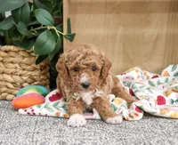 AKC Alaina, a female Poodle - Miniature  for sale in Syracuse, IN – 3 of 6