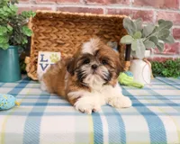 AKC Theon , a male Shih Tzu for sale in Syracuse, IN – Photo 3 of 10