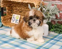 AKC Theon , a male Shih Tzu for sale in Syracuse, IN – Photo 7 of 10