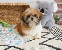 AKC Theon , a male Shih Tzu for sale in Syracuse, IN – Photo 4 of 10