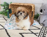 AKC Theon , a male Shih Tzu for sale in Syracuse, IN – Photo 2 of 10