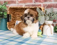 AKC Theon , a male Shih Tzu for sale in Syracuse, IN – Photo 8 of 10
