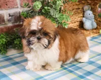 AKC Theon , a male Shih Tzu for sale in Syracuse, IN – Photo 5 of 10
