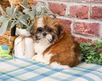 AKC Theon , a male Shih Tzu for sale in Syracuse, IN – Photo 6 of 10