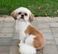 AKC Theon , a male Shih Tzu for sale in Syracuse, IN – Photo 10 of 10