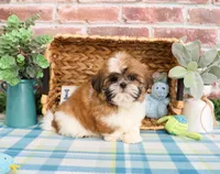 AKC Theon , a male Shih Tzu for sale in Syracuse, IN – Photo 1 of 10