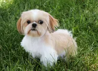 AKC Theon , a male Shih Tzu for sale in Syracuse, IN – Photo 9 of 10