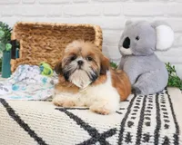 AKC Theon , a male Shih Tzu for sale in Syracuse, IN – Photo 3 of 10