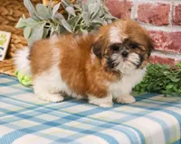 AKC Theon , a male Shih Tzu for sale in Syracuse, IN – Photo 2 of 10
