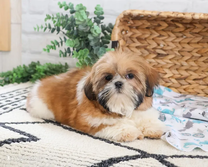 AKC Theon  – Shih Tzu puppy for sale in Syracuse, IN