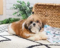 AKC Theon , a male Shih Tzu for sale in Syracuse, IN – Photo 1 of 10
