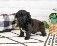 Harry , a male Shihpoo for sale in Syracuse, IN – 5 of 7