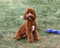 F1B Illius , a male Cavapoo for sale in Syracuse, IN – 2 of 10