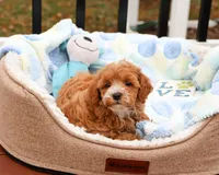 F1B Caleb, a male Cavapoo for sale in Syracuse, IN – Photo 6 of 10