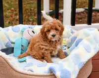 F1B Caleb, a male Cavapoo for sale in Syracuse, IN – Photo 5 of 10