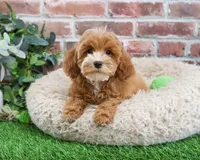 F1B Caleb, a male Cavapoo for sale in Syracuse, IN – Photo 1 of 10