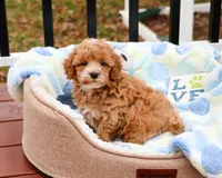 F1B Caleb, a male Cavapoo for sale in Syracuse, IN – Photo 7 of 10