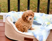 F1B Caleb, a male Cavapoo for sale in Syracuse, IN – Photo 8 of 10