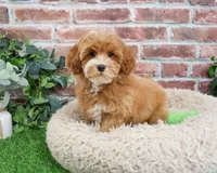 F1B Caleb, a male Cavapoo for sale in Syracuse, IN – Photo 3 of 10