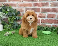 F1B Caleb, a male Cavapoo for sale in Syracuse, IN – Photo 4 of 10