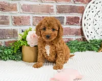 F1B Matilda , a female Cavapoo for sale in Syracuse, IN – 6 of 8