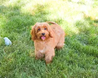 F1B Amore, a female Cavapoo for sale in Syracuse, IN – 3 of 10