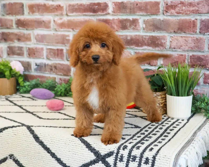 F1B Matilda  – Cavapoo puppy for sale in Syracuse, IN