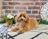 F1B Latte, a female Cavapoo for sale in Syracuse, IN – 4 of 4