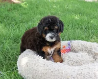F1B Willow, a female Saint Berdoodle for sale in Syracuse, IN – 4 of 5