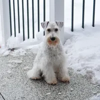AKC Alex - Neutered, a male Miniature Schnauzer for sale in Syracuse, IN – Photo 6 of 10