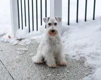 AKC Alex, a male Miniature Schnauzer for sale in Syracuse, IN – Photo 5 of 10