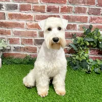 AKC Alex - Neutered, a male Miniature Schnauzer for sale in Syracuse, IN – Photo 3 of 10