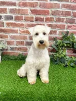 AKC Alex, a male Miniature Schnauzer for sale in Syracuse, IN – Photo 1 of 10