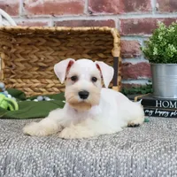 AKC Alex - Neutered, a male Miniature Schnauzer for sale in Syracuse, IN – Photo 8 of 10