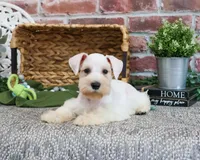 AKC Alex, a male Miniature Schnauzer for sale in Syracuse, IN – Photo 8 of 10