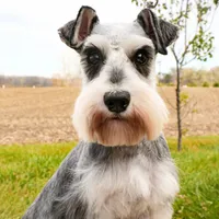 AKC Alex - Neutered, a male Miniature Schnauzer for sale in Syracuse, IN – Photo 9 of 10