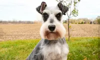 AKC Alex, a male Miniature Schnauzer for sale in Syracuse, IN – Photo 9 of 10