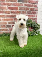 AKC Alex, a male Miniature Schnauzer for sale in Syracuse, IN – Photo 3 of 10