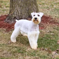 AKC Alex - Neutered, a male Miniature Schnauzer for sale in Syracuse, IN – Photo 2 of 10