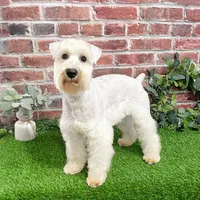 AKC Alex - Neutered, a male Miniature Schnauzer for sale in Syracuse, IN – Photo 4 of 10