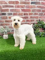 AKC Alex, a male Miniature Schnauzer for sale in Syracuse, IN – Photo 2 of 10