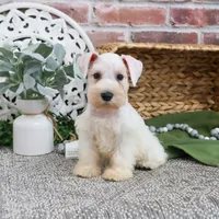 AKC Alex - Neutered, a male Miniature Schnauzer for sale in Syracuse, IN – Photo 7 of 10