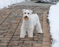 AKC Alex, a male Miniature Schnauzer for sale in Syracuse, IN – Photo 4 of 10