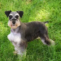 AKC Alex - Neutered, a male Miniature Schnauzer for sale in Syracuse, IN – Photo 10 of 10